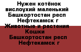 Нужен котёнок вислоухий,маленький - Башкортостан респ., Нефтекамск г. Животные и растения » Кошки   . Башкортостан респ.,Нефтекамск г.